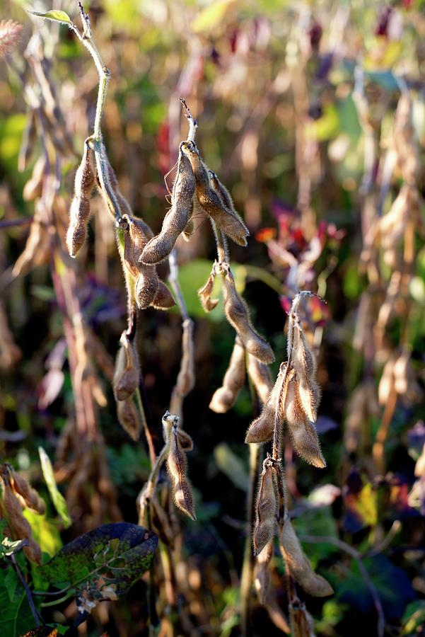Soya Beans In A Field close-up Photograph by Jamie Watson
