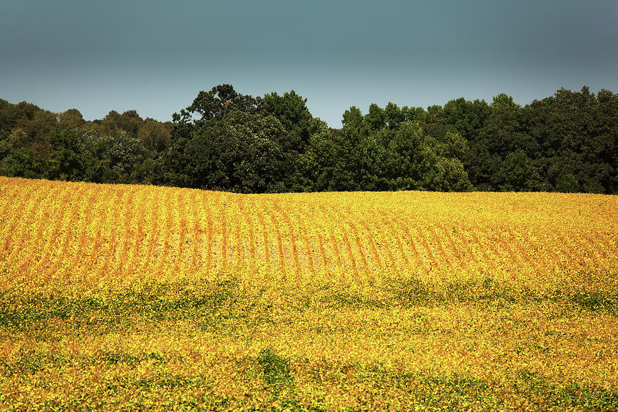 Soybean Field Mature For Harvest Photograph by Yinyang