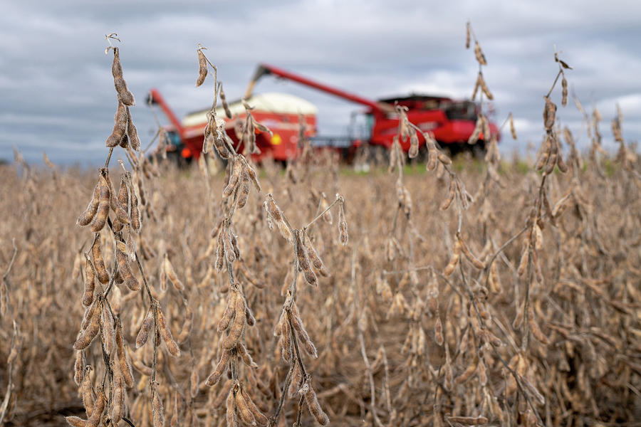 Soybeans Ready for Harvest Photograph by Brooke Bowdren