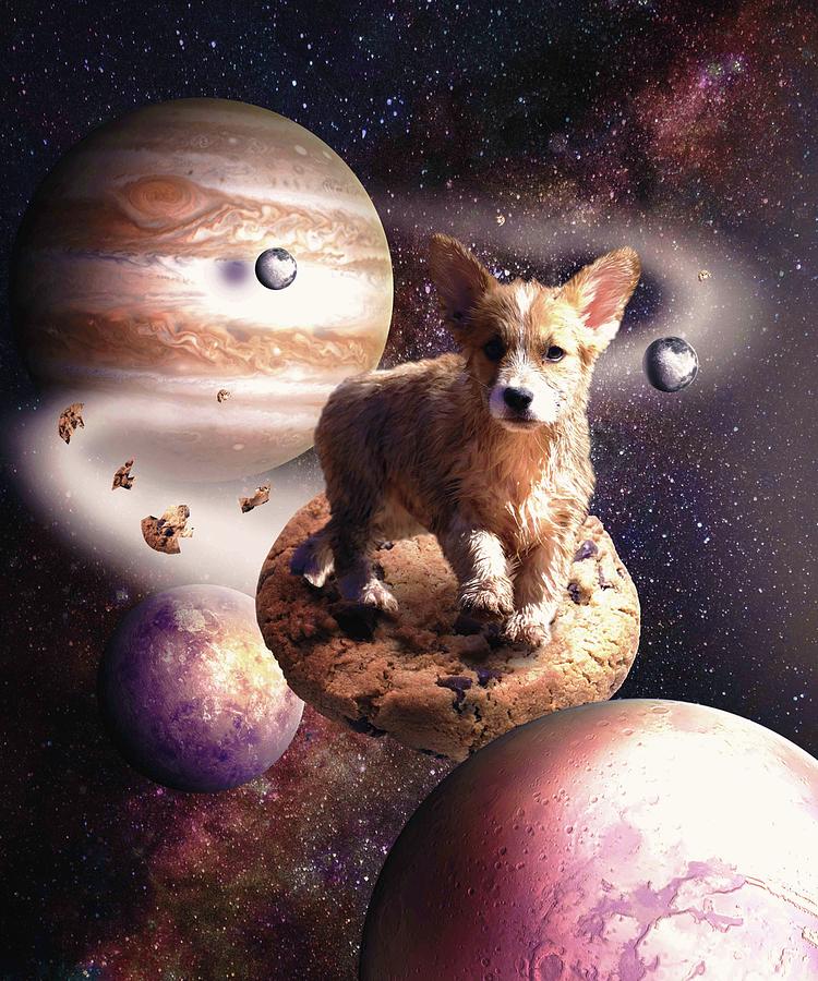 space corgi crypto price