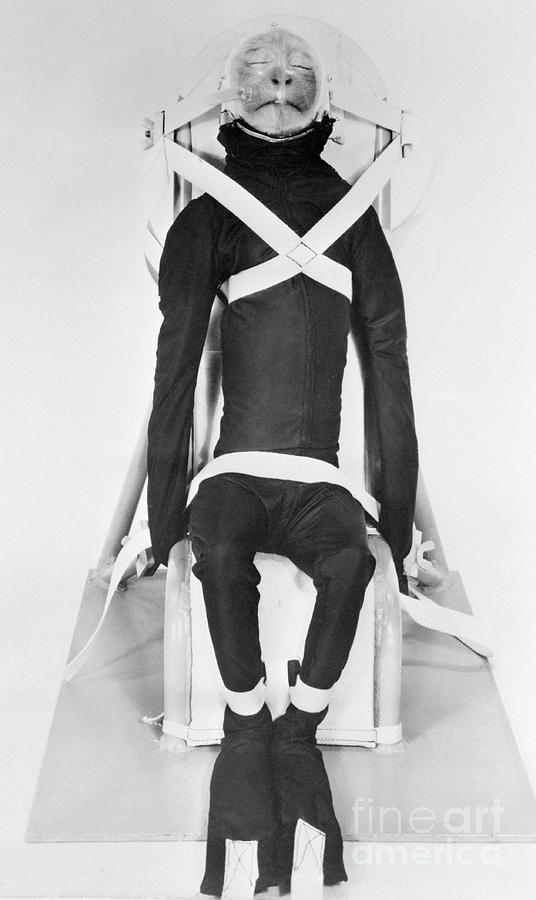 Space Monkey Wearing Windblast Suit Photograph by Bettmann