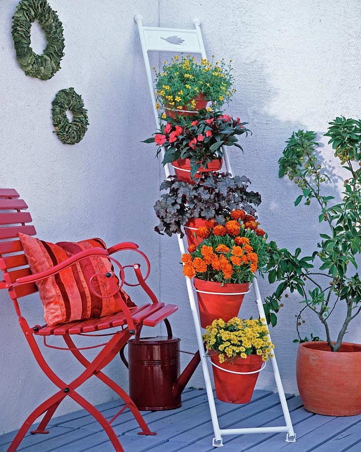 Space Saving Flower Ladder Made Of Metal For Leaning On Photograph by Friedrich Strauss