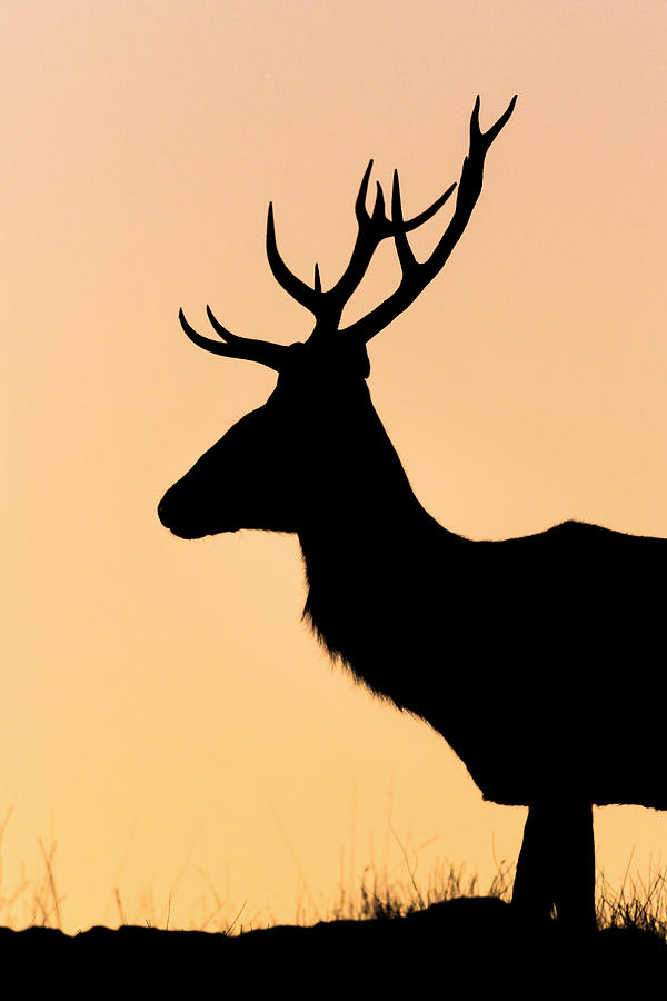Spain, Andalusia, Jaen District, Sierra De Andujar, Red Deer At Sunset Digital Art by Ugo Mellone