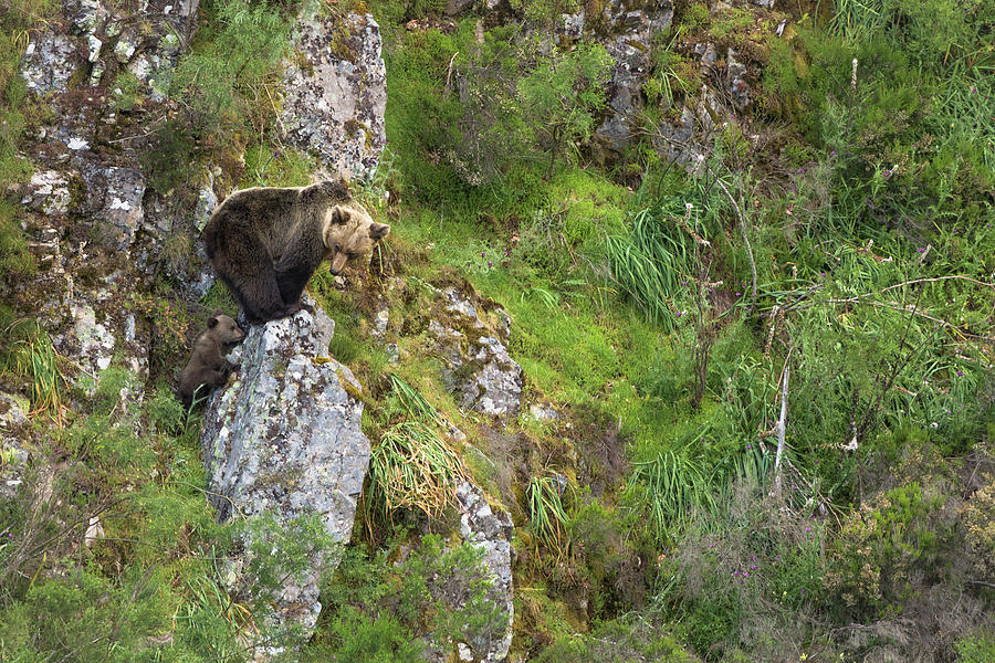 Spain, Asturias, Principado De Asturias, Asturias District, Muniellos Natural Park, Female Brown Bear With Its Cub, In The Wild Digital Art by Ugo Mellone