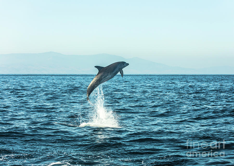 Spain, Bottlenose Dolphin Jumping Photograph by Westend61