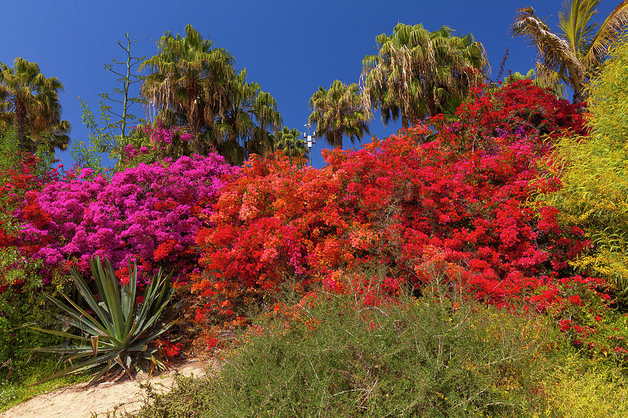 Spain, Canary Islands, Atlantic Ocean, Fuerteventura, Jandia Peninsula, Typical Flowery Shrubs At Sotavento Beach Digital Art by Olimpio Fantuz