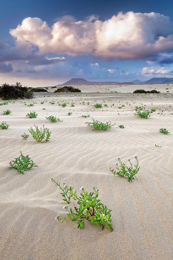 Spain, Canary Islands, Fuerteventura, Atlantic Ocean, Las Palmas District, Corralejo, Sand Dunes National Park Digital Art by Pietro Canali