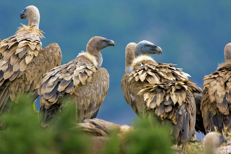 Spain, Extremadura, Caceres, Caceres District, Monfrague National Park, Griffon Vultures (gyps Fulvus) In The Unesco Biosphere Reserve Digital Art by Ugo Mellone