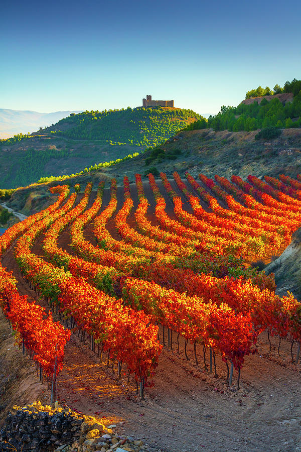 Spain, La Rioja, San Vicente De La Sonsierra, Rioja District, Vineyards And Castillo De Davalillo In Background Digital Art by Olimpio Fantuz