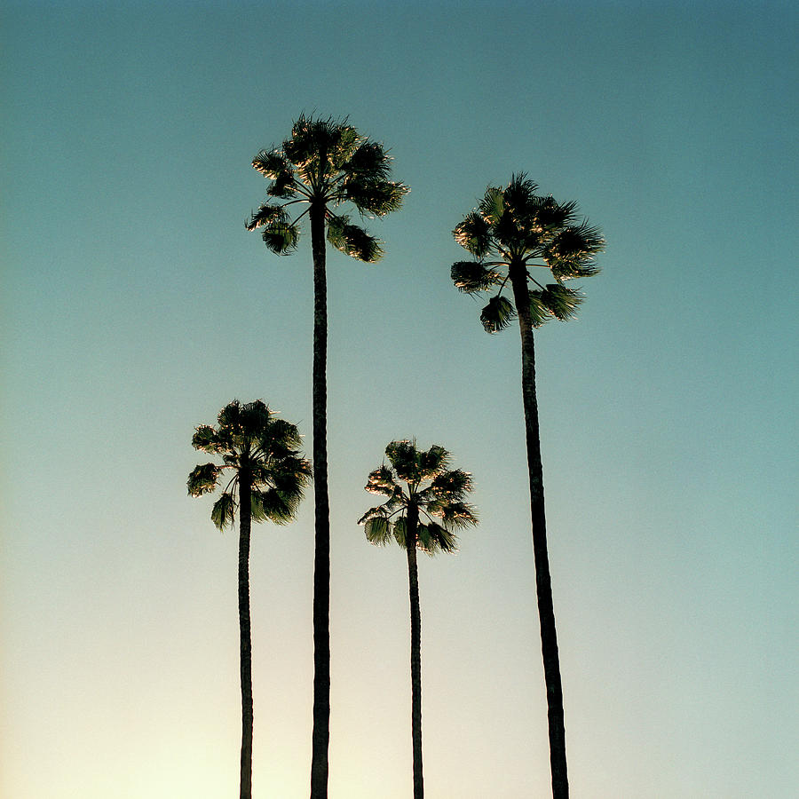 Spain, Sevilla, Palms Swaying In The Photograph by Mark Horn Spain, Sevilla, Palms Swaying In The Photograph by Mark Horn