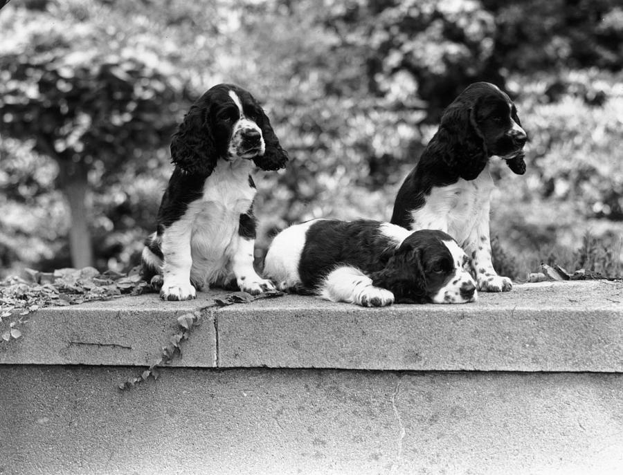 Spaniel Puppies Photograph by Bert Morgan