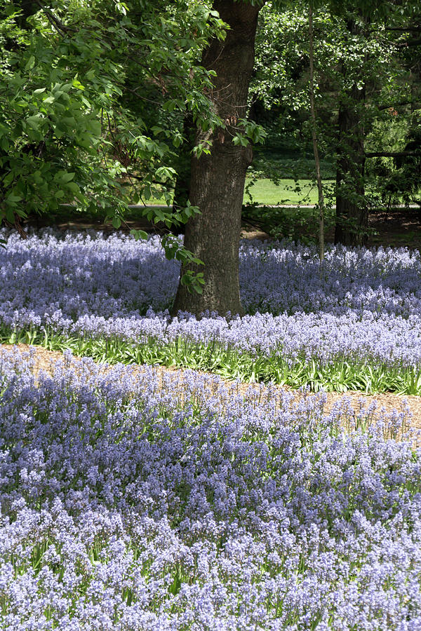 Spanish Bluebells 12 by Dawn Cavalieri Spanish Bluebells 12 by Dawn Cavalieri