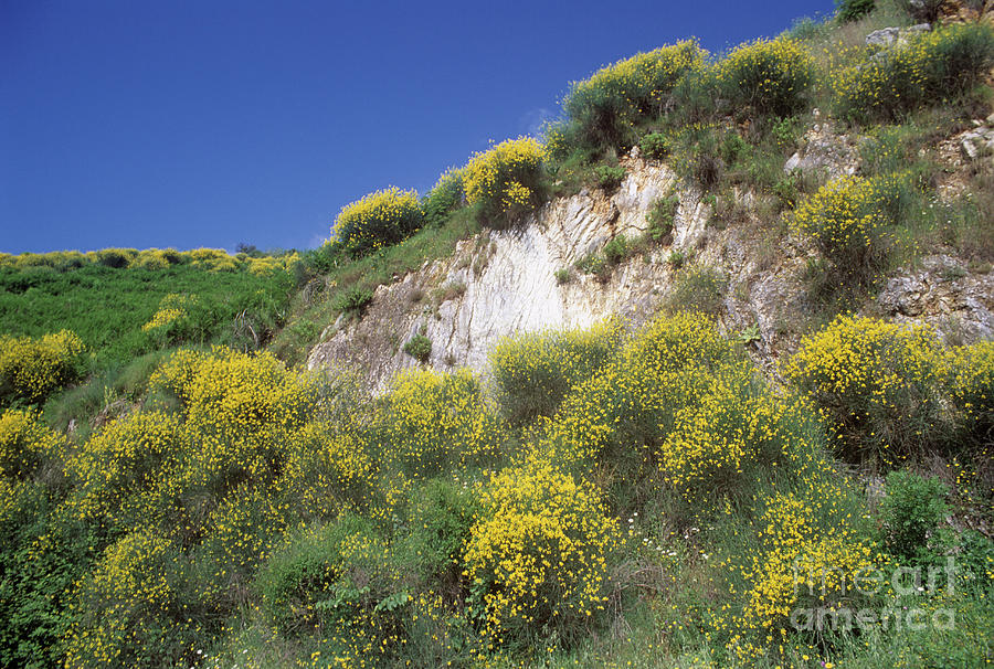 Spanish Broom (spartium Junceum) Photograph by Martyn F. Chillmaid/science Photo Library