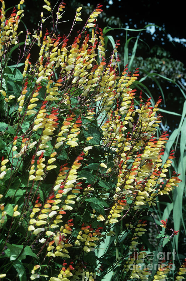 Spanish Flag Flowers (ipomoea Lobata) Photograph by Mike Comb/science