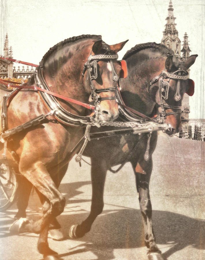 Spanish Horses Photograph by Dressage Design