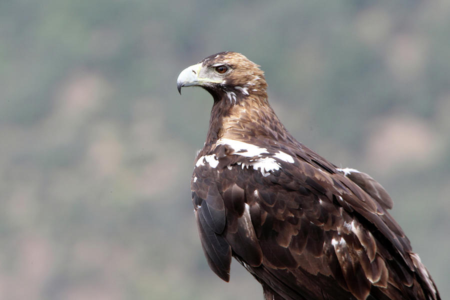 Spanish Imperial Eagle Adult Female In A Mediterranean Forest Photograph by  Cavan Images - Pixels