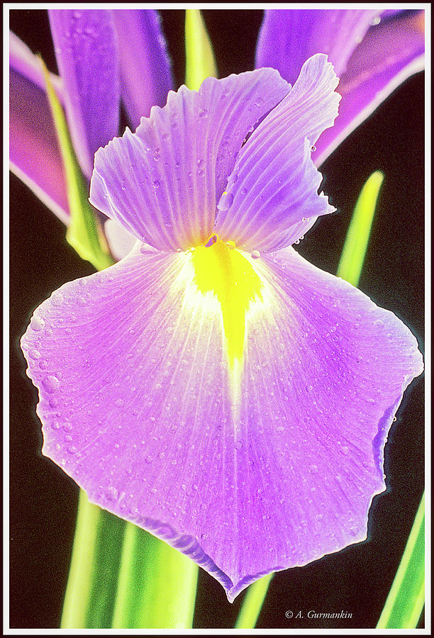 Spanish Iris Photograph by A Macarthur Gurmankin