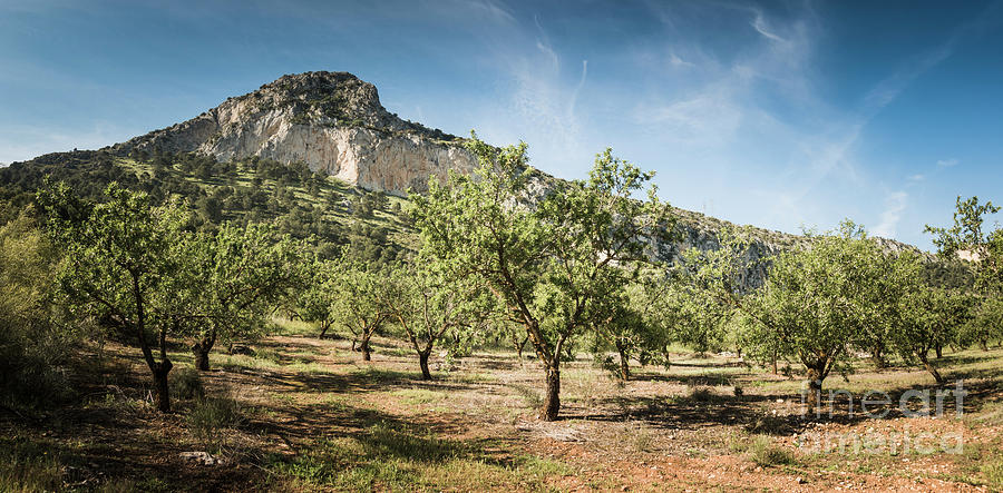 Spanish Landscape Almond Grove Photograph by Perry Van Munster