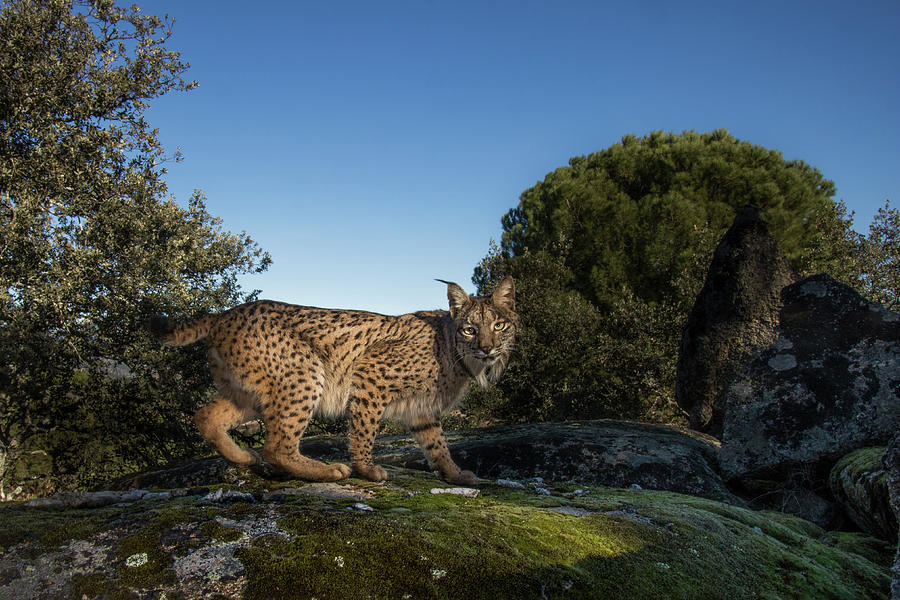Spanish Lynx, Sierra De Andujar Photograph by Sebastian Kennerknecht