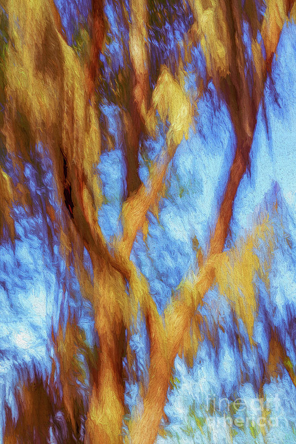 Spanish moss abstract Photograph by Izet Kapetanovic