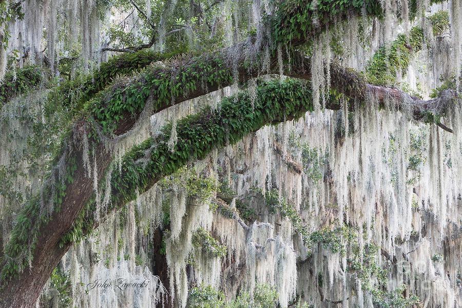 Spanish Moss Cascade by John Zawacki Spanish Moss Cascade by John Zawacki