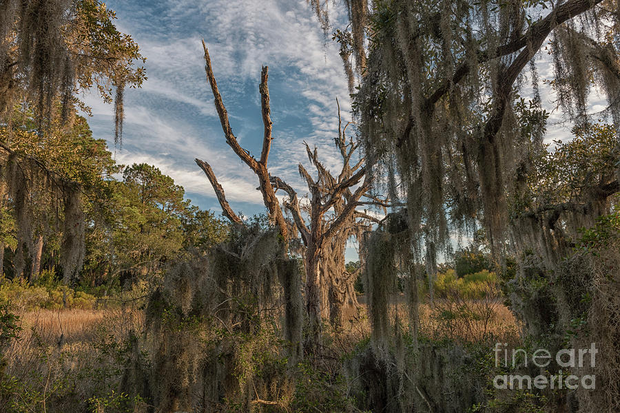 Spanish Moss - Lowcountry Salt Marsh Photograph by Dale Powell