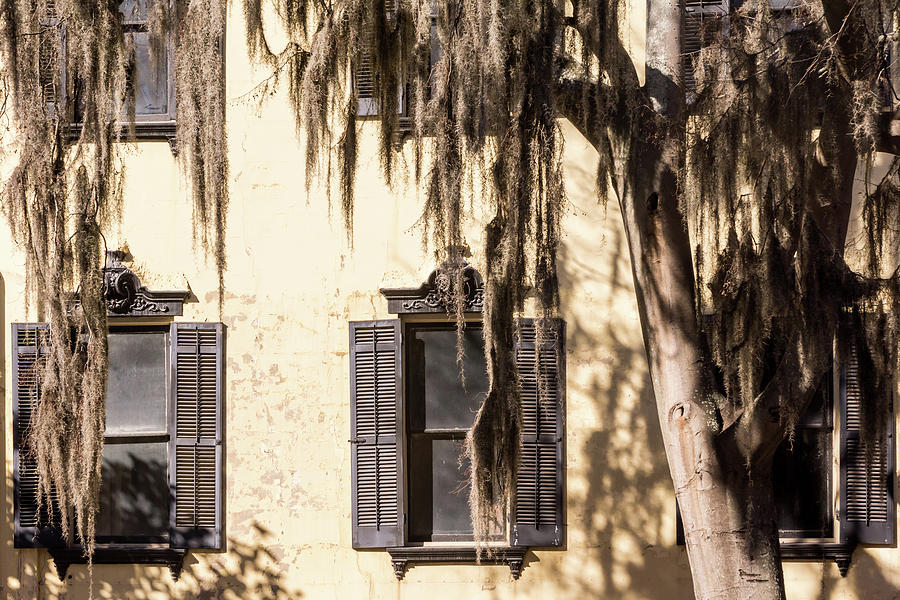 Spanish Moss outside the Window Photograph by Framing Places