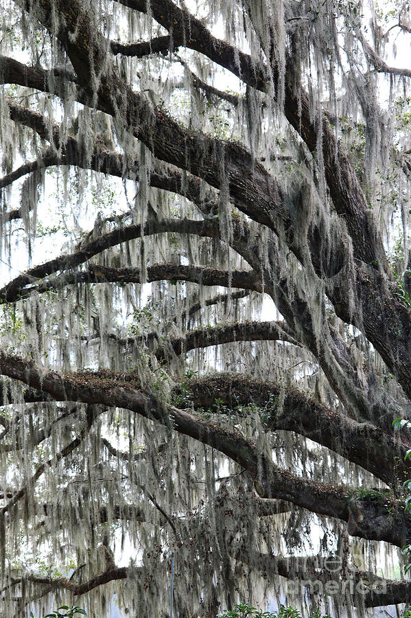 Spanish Moss Perspective  Photograph by Carol Groenen