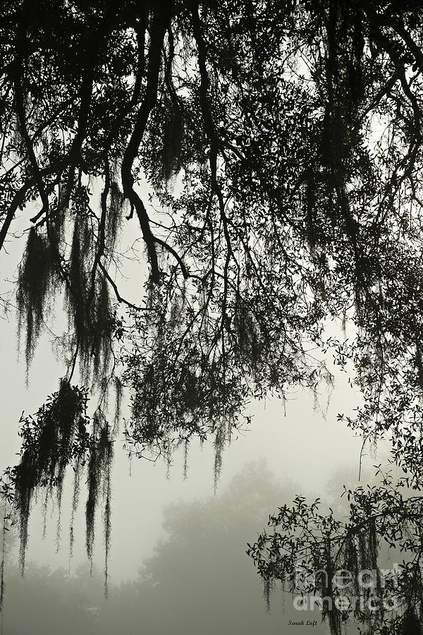 Spanish Moss Silhouette 2 Photograph