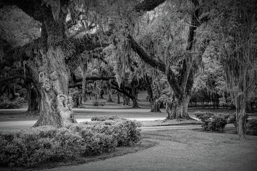 Spanish Moss Trees Louisiana Black White  Photograph by Chuck Kuhn