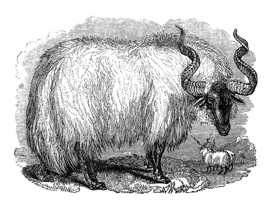 Spanish Sheep, 1848 Drawing by Print Collector