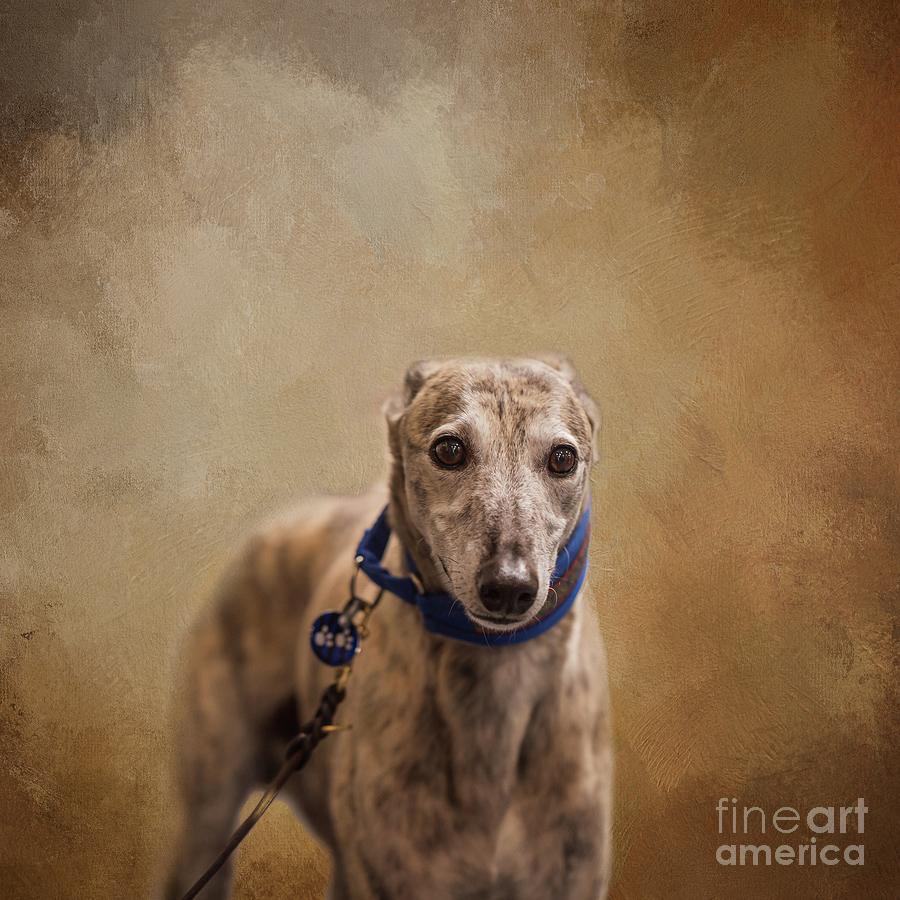 Spanish Sighthound Photograph by Eva Lechner
