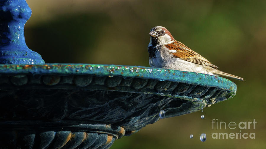 Spanish Sparrow at Genoves Park Fountain Cadiz Photograph by Pablo Avanzini