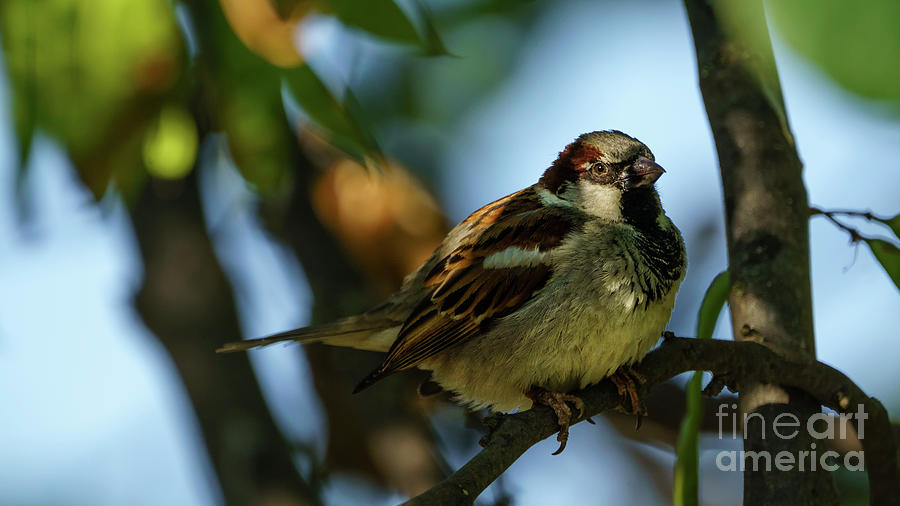 Spanish Sparrow Passer hispaniolensis Cadiz Photograph by Pablo Avanzini