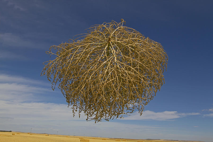 Spanish Tumbleweed Photograph by Nhpa