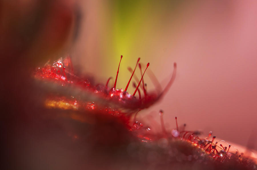 Sparkling Alien Worlds of Alice Sundew 1 Photograph by Jenny Rainbow