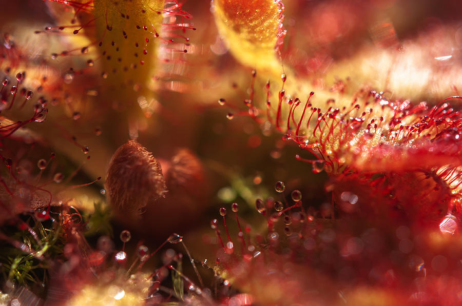 Sparkling Alien Worlds of Alice Sundew 2 Photograph by Jenny Rainbow