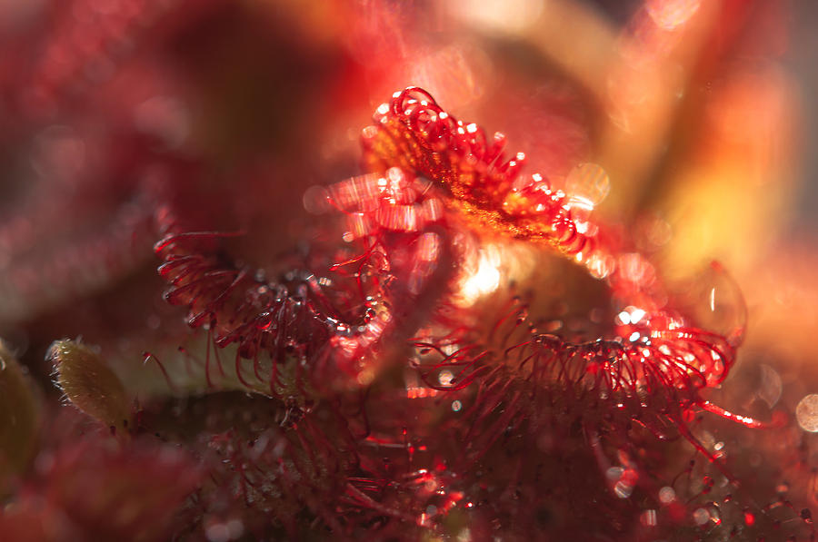 Sparkling Alien Worlds of Alice Sundew 4 Photograph by Jenny Rainbow