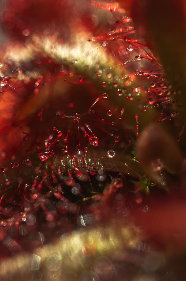 Sparkling Alien Worlds of Alice Sundew 9 Photograph by Jenny Rainbow