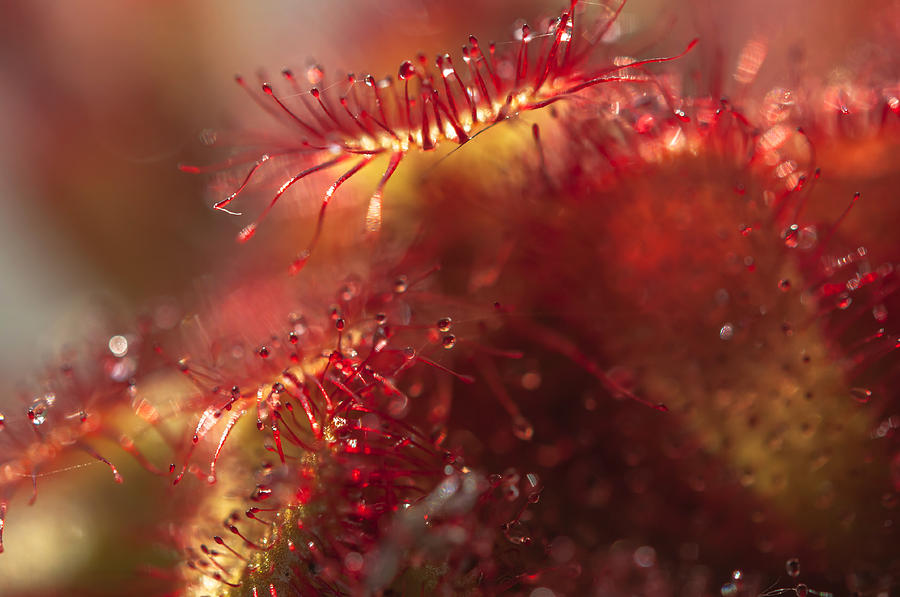Sparkling Alien Worlds of Alice Sundew Photograph by Jenny Rainbow