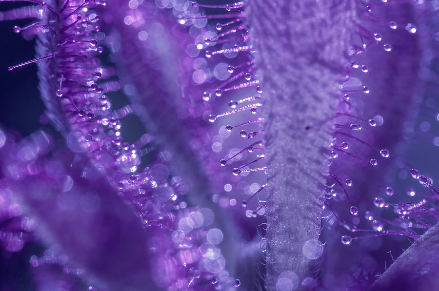 Sparkling Amethyst 4 Photograph by Jenny Rainbow