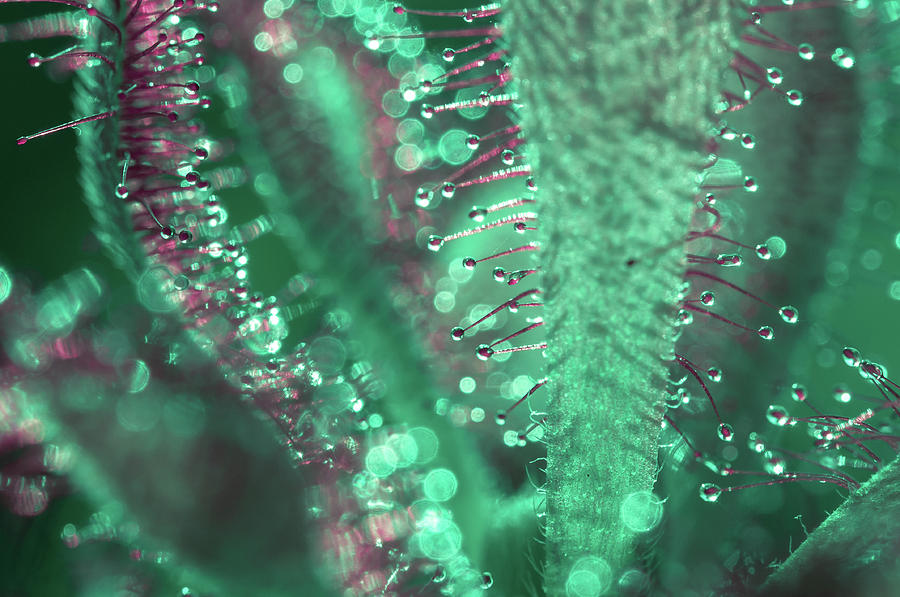 Sparkling Emerald 3 Photograph by Jenny Rainbow