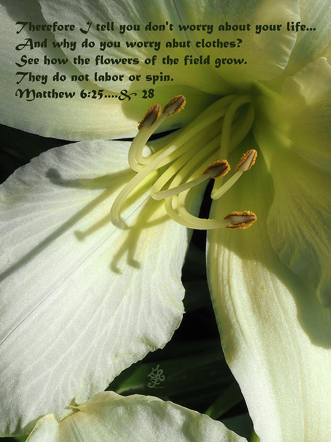 Sparkling Lily with Verse Photograph by Ginger Repke