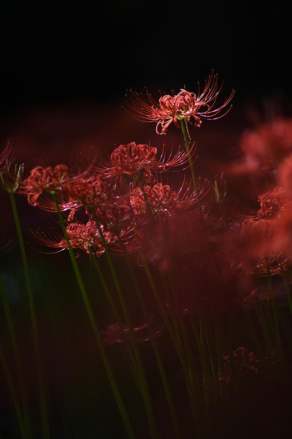 Sparkling Red Flower Photograph by Takashi Suzuki
