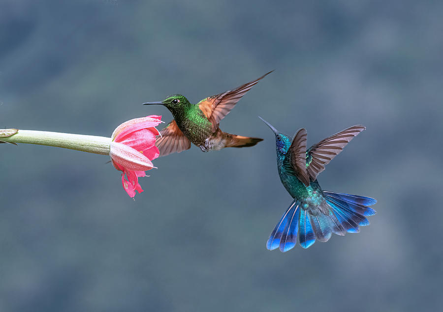 Sparkling Violetear And Buff-tailed Coronet Photograph by Sheila Xu Sparkling Violetear And Buff-tailed Coronet Photograph by Sheila Xu