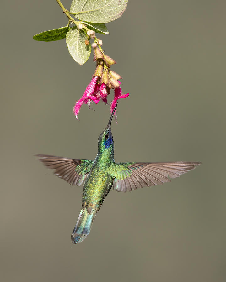 Sparkling Violetear Photograph by Bill Lu - Fine Art America