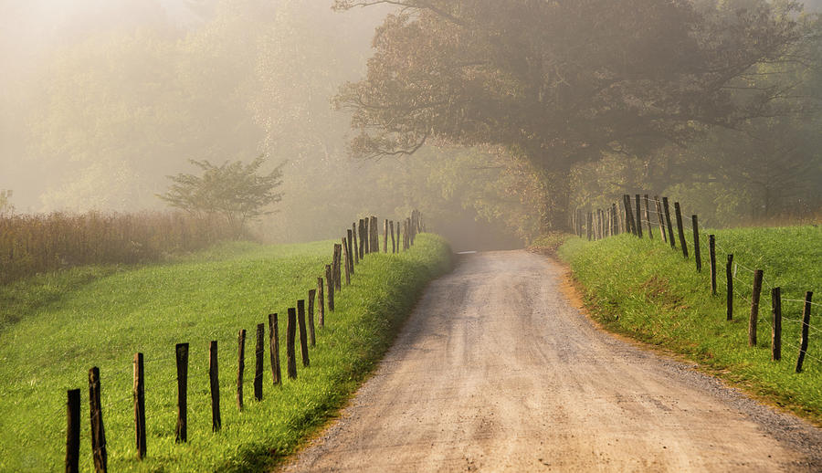Sparks Lane in Fog Photograph by Marcy Wielfaert