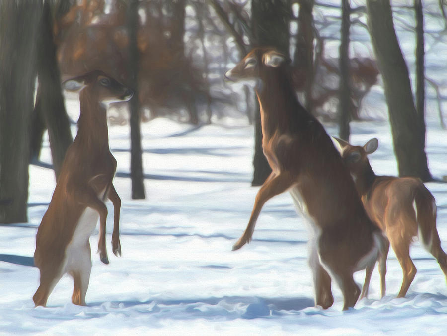 Sparring deer Photograph by Alan Goldberg