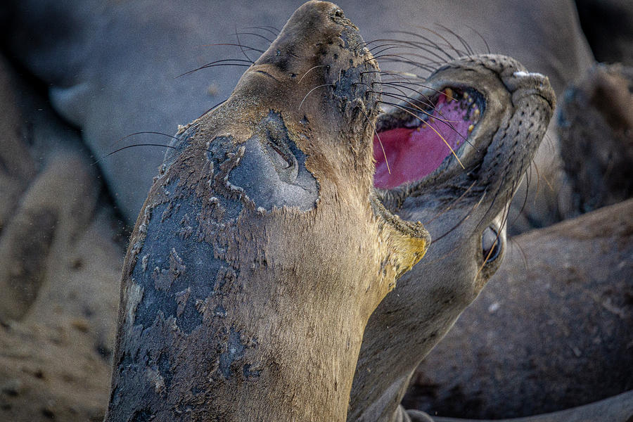 sparring Elephant Seals Photograph by Donald Pash