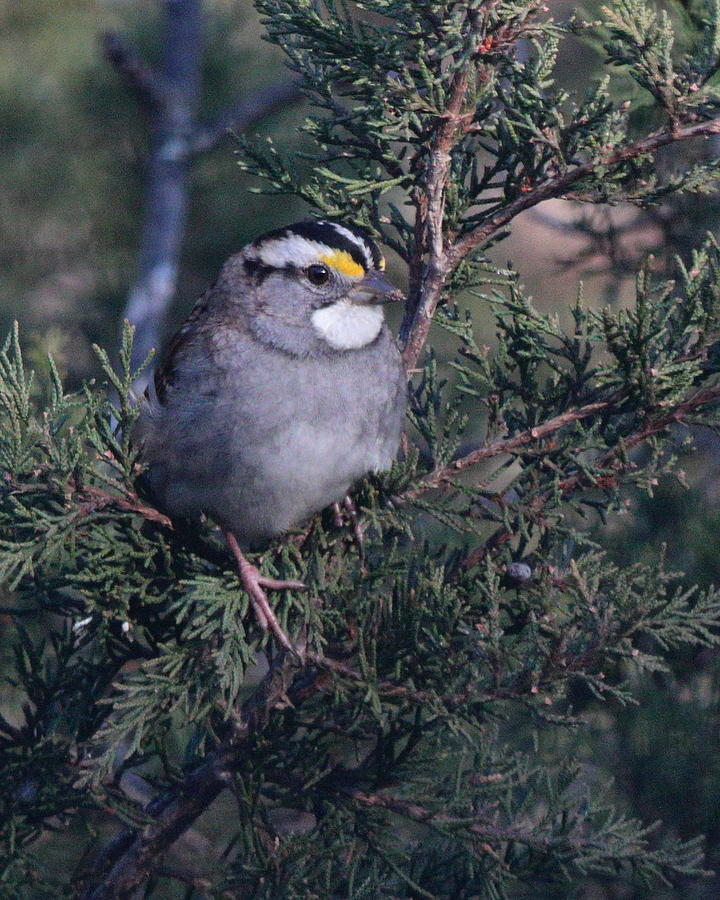 Sparrow 5371 Photograph by John Moyer
